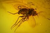 Two Fossil Flies (Diptera) In Baltic Amber #145399-3